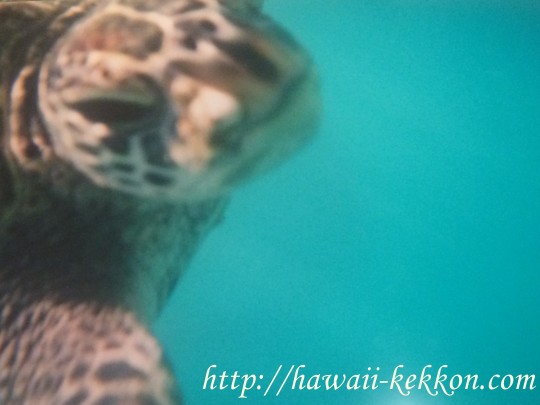 ハワイ天国の海　ウミガメ